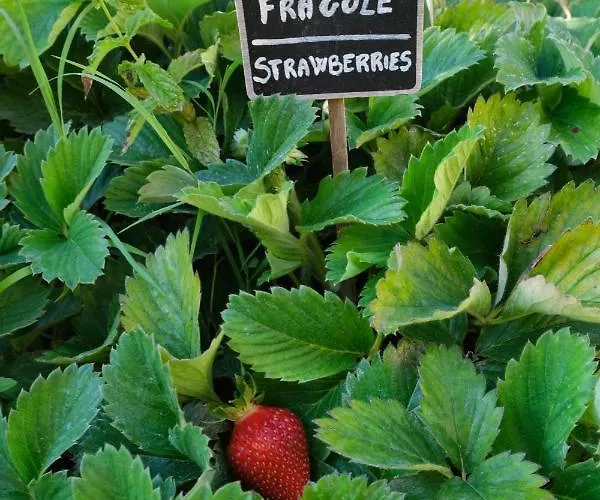 Сasa de vacaciones Le Cantinelle Anacapri (Isola di Capri)