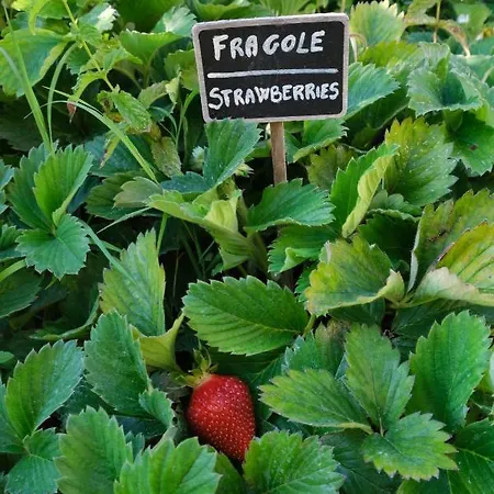 Nyaraló Le Cantinelle Anacapri